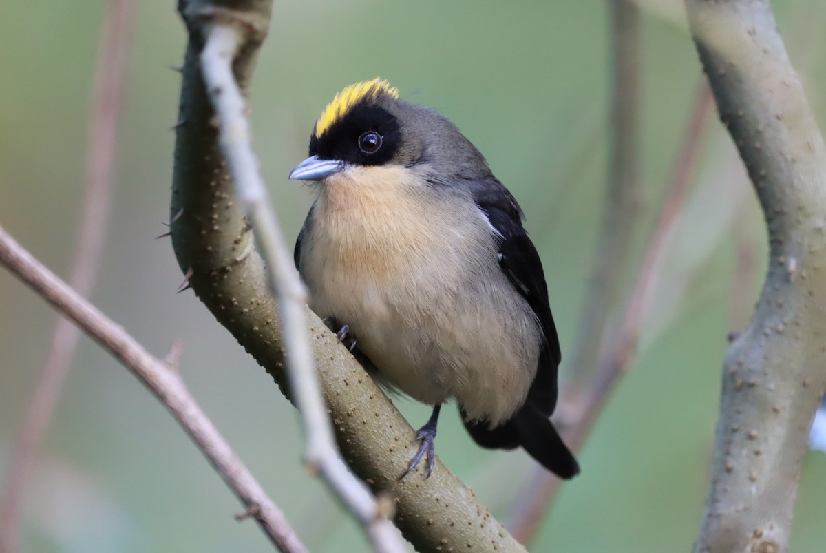 Black-goggled Tanager - ML616958213