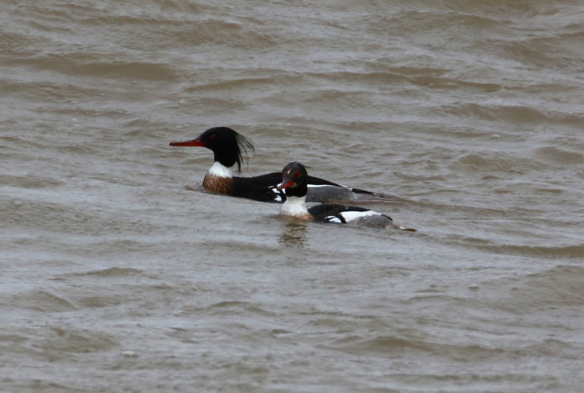 Red-breasted Merganser - ML616958259