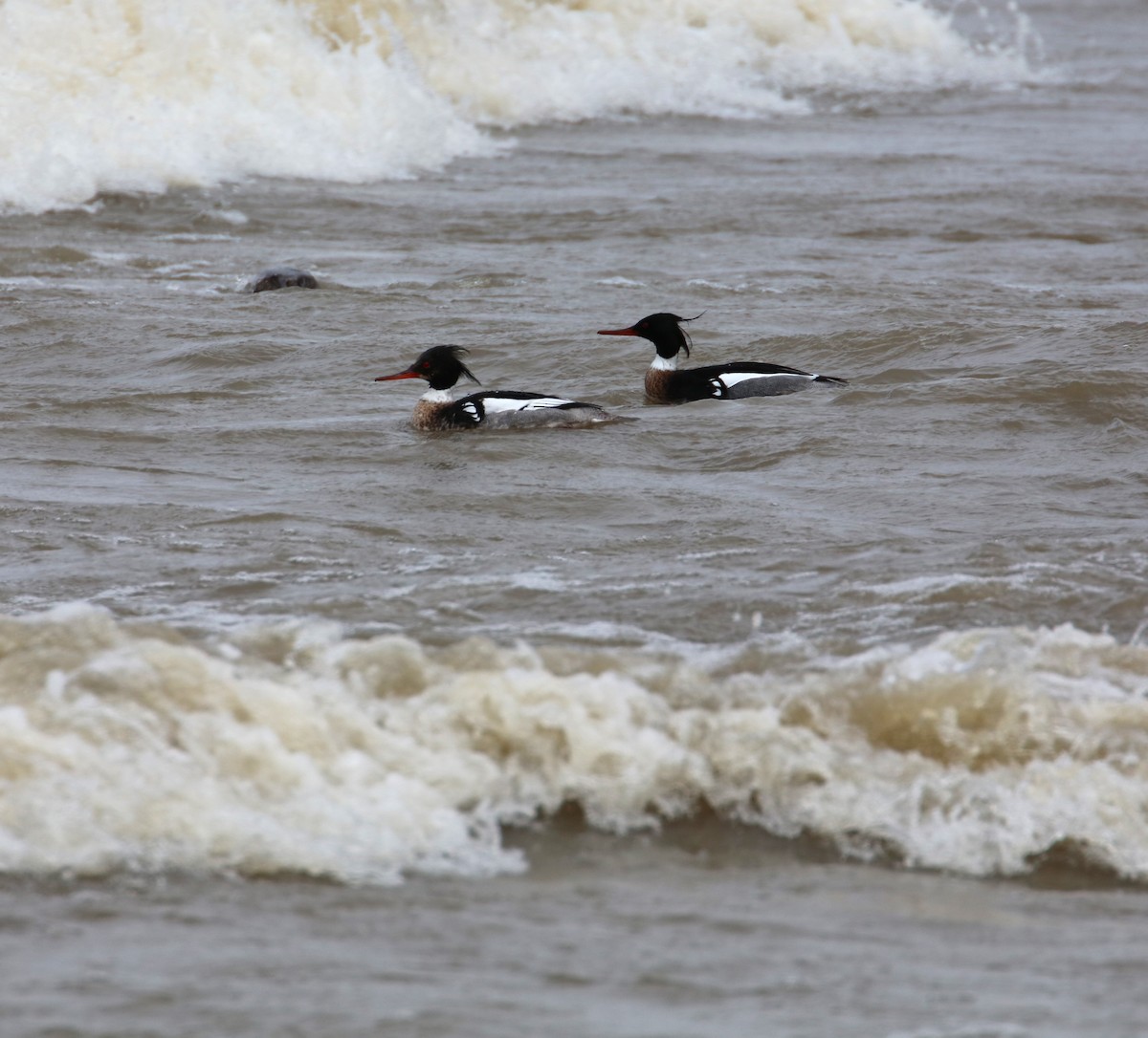 Red-breasted Merganser - ML616958274