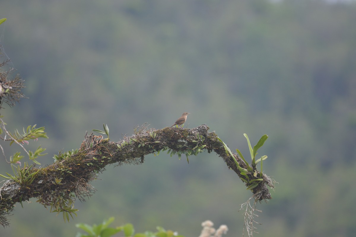 House Wren - Clara Casabona 🦉