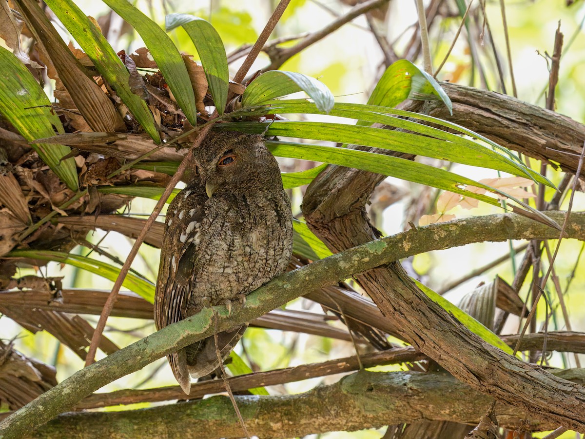 Choco Screech-Owl - ML616958310