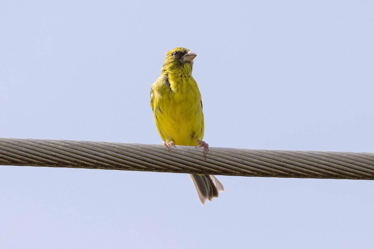 Serin du Koli - ML616958319