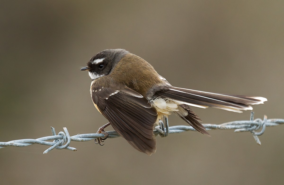 New Zealand Fantail - ML616958437