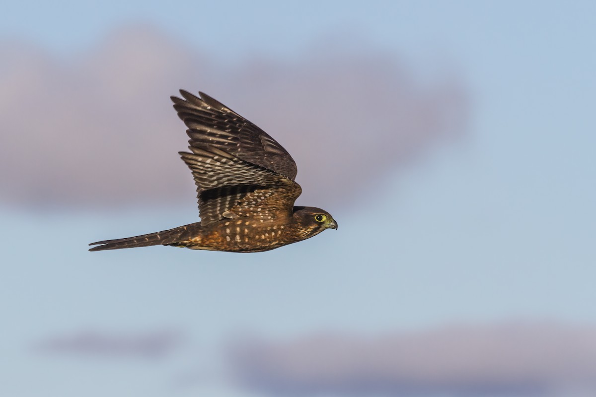 New Zealand Falcon - ML616958454