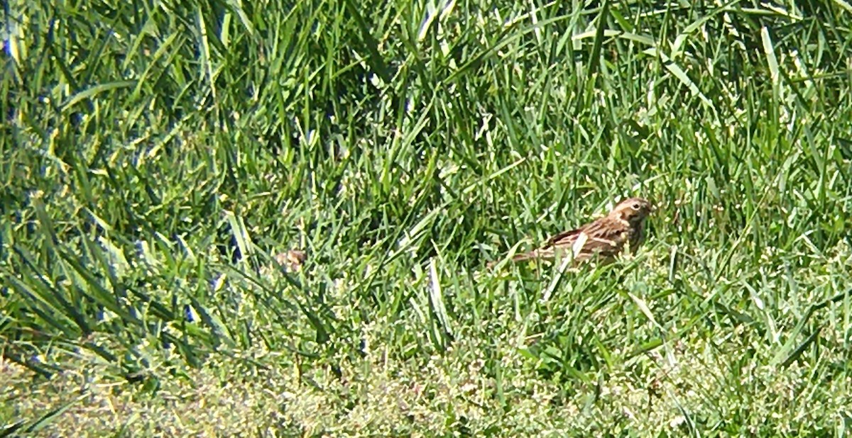 Vesper Sparrow - ML616958471