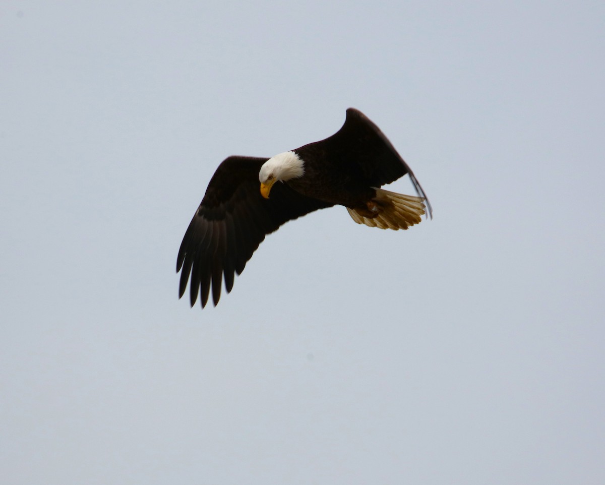 Bald Eagle - Joli Reising