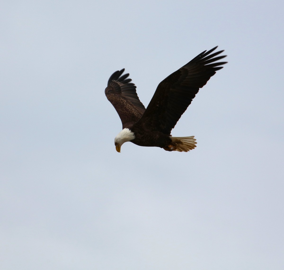 Bald Eagle - ML616958528