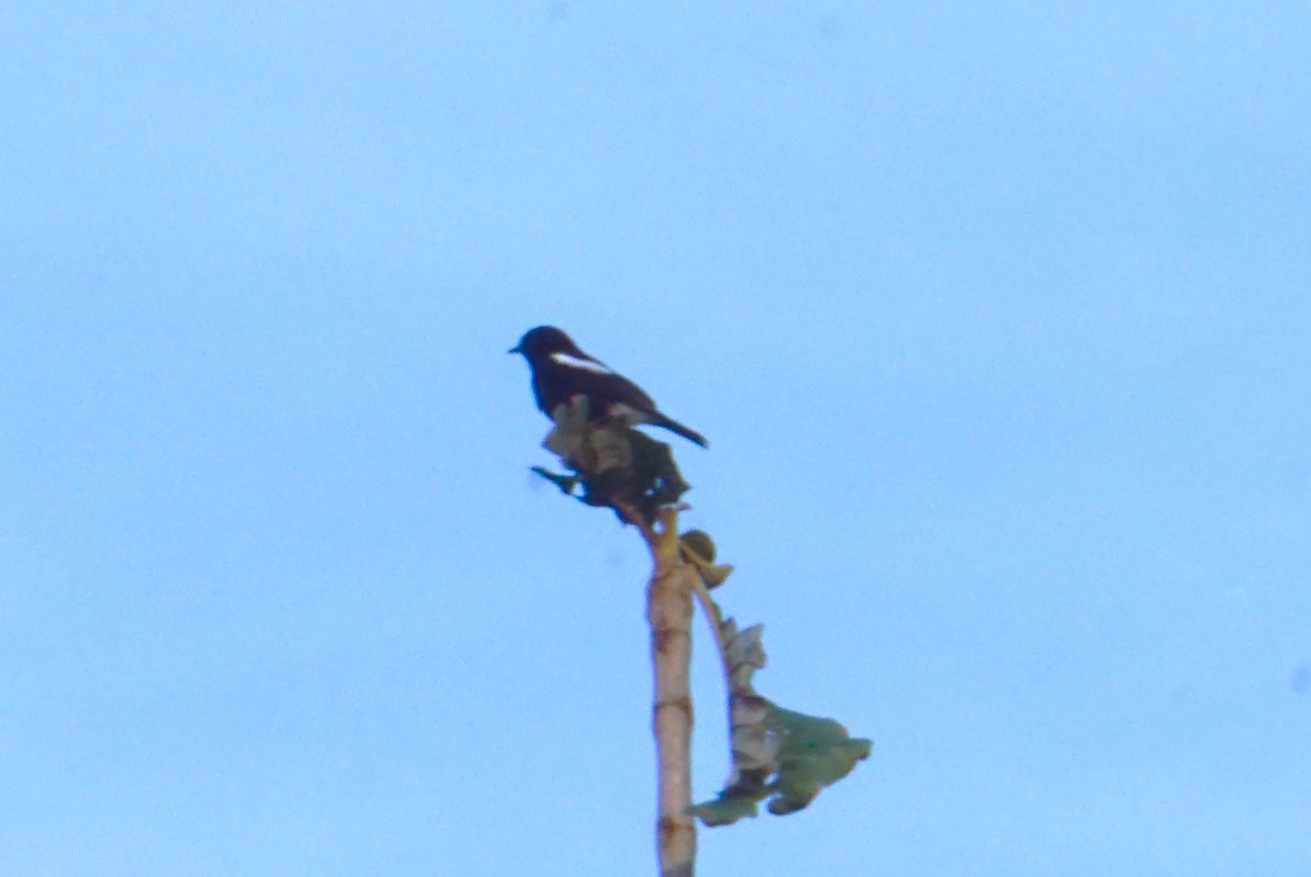 Pied Bushchat - Kirubakaran Valayapathi