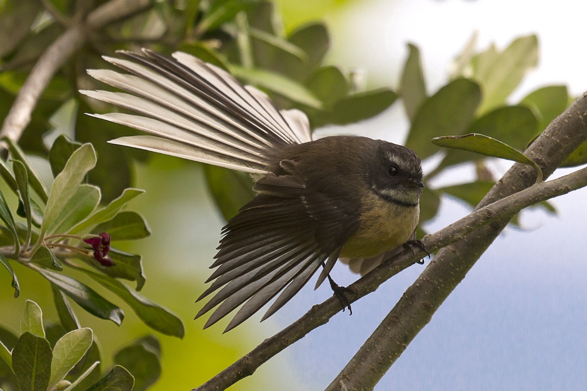 New Zealand Fantail - Glenda Rees