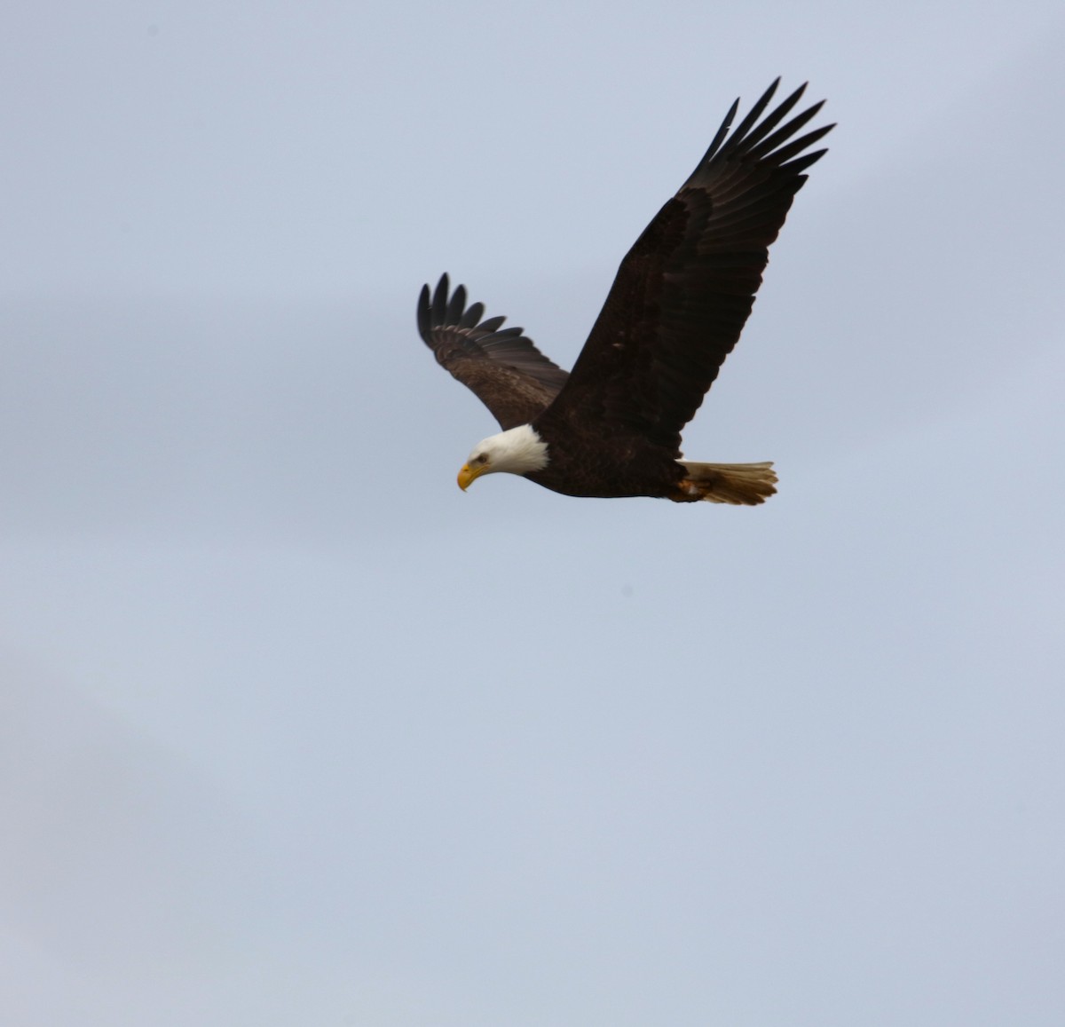 Bald Eagle - ML616958601