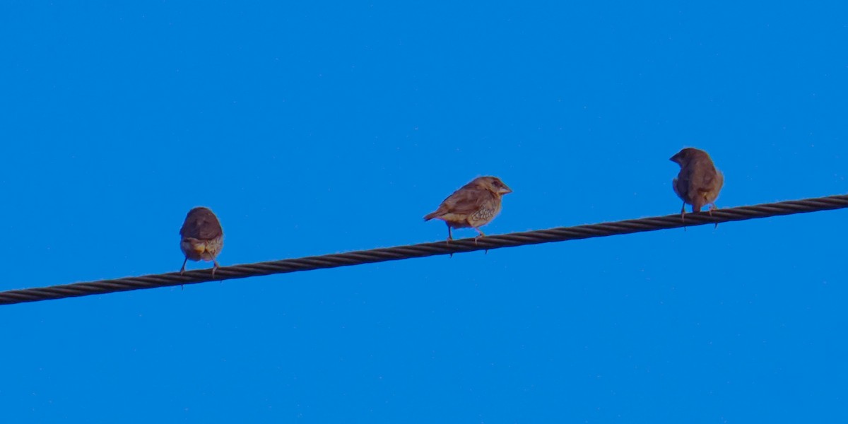 Scaly-breasted Munia - Kirubakaran Valayapathi