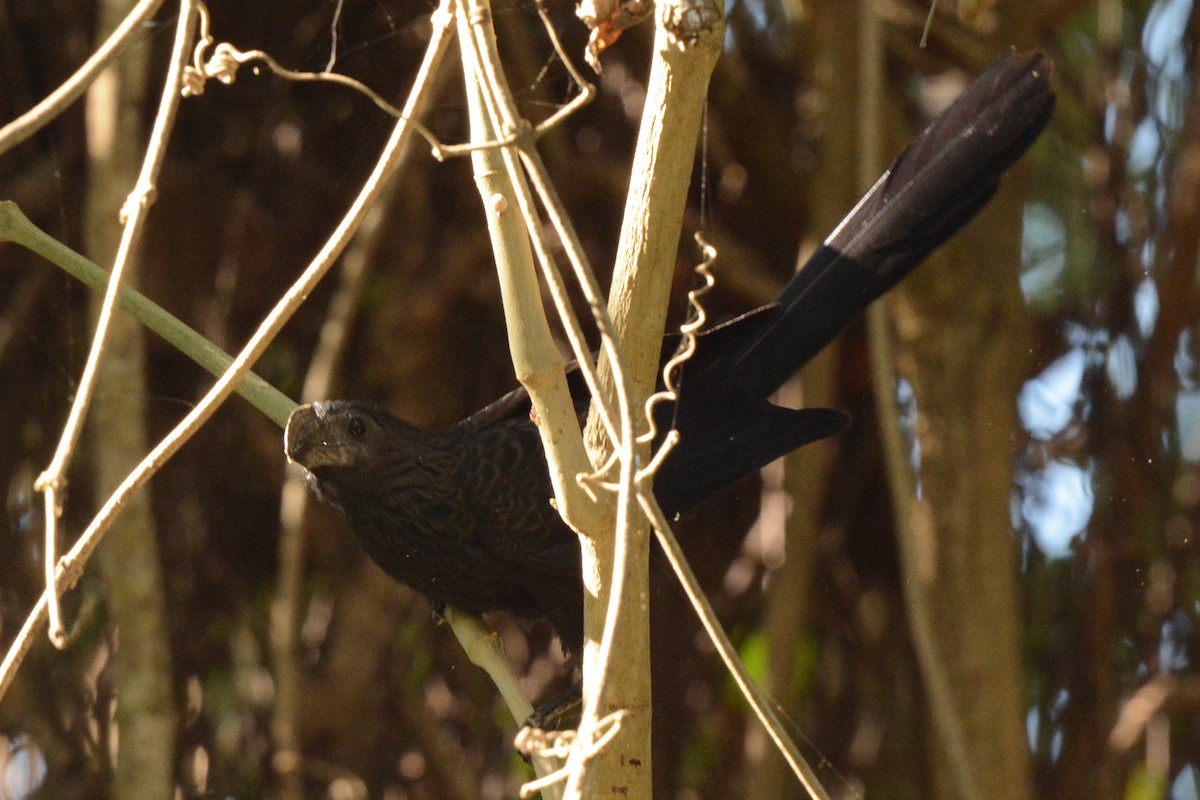 Groove-billed Ani - ML616958615