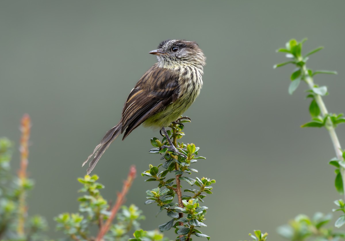 Agile Tit-Tyrant - ML616958616