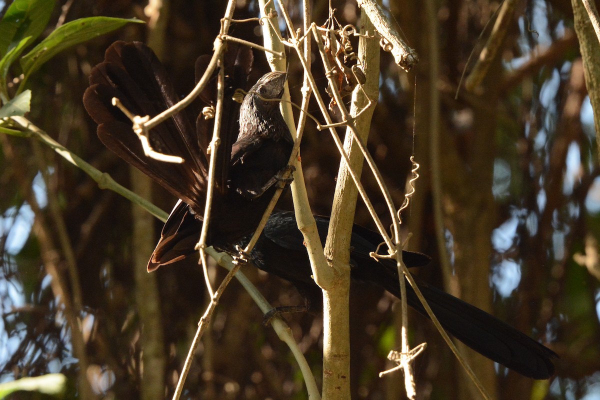 Groove-billed Ani - Linnaea Wright