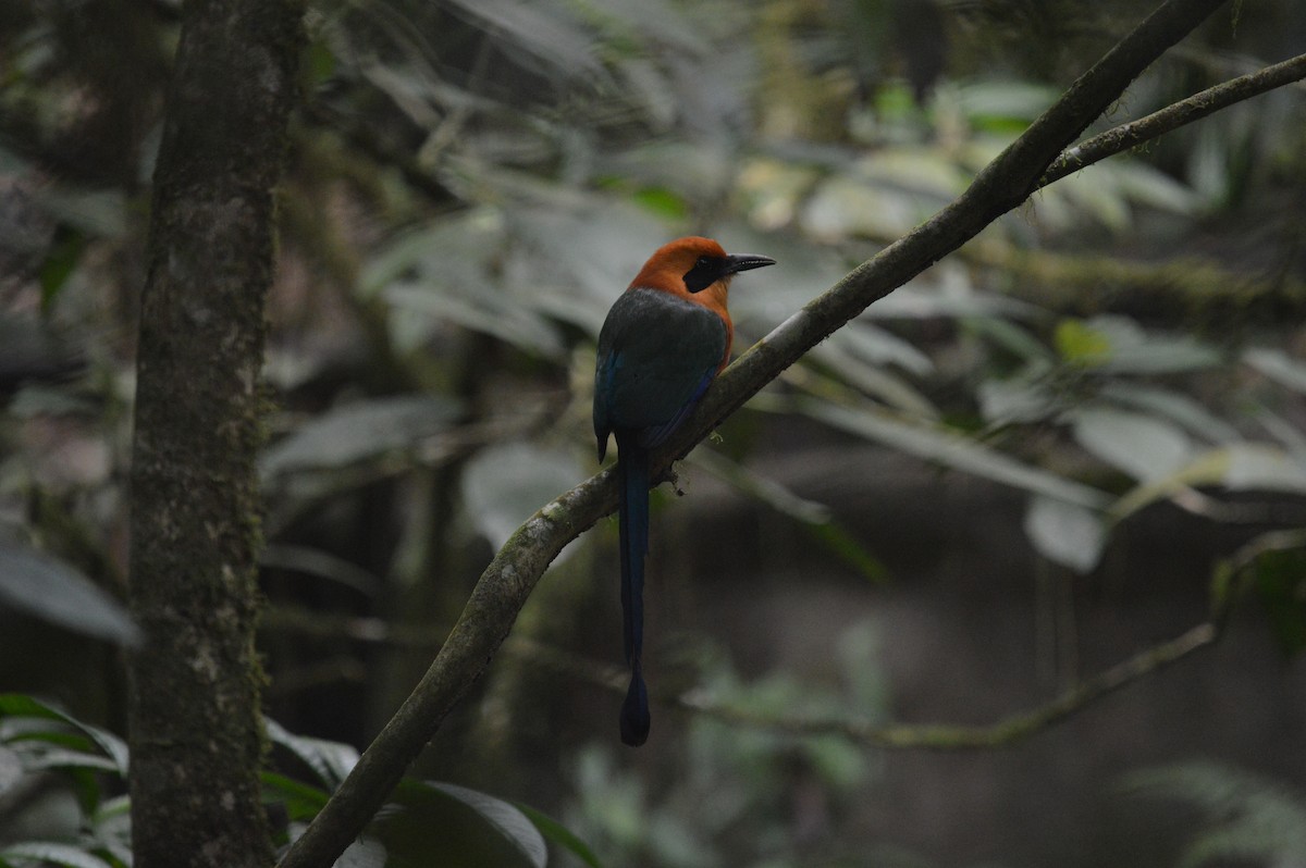 Zimtbrustmotmot - ML616958625