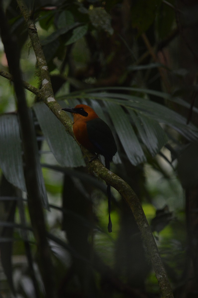 Rufous Motmot - ML616958627