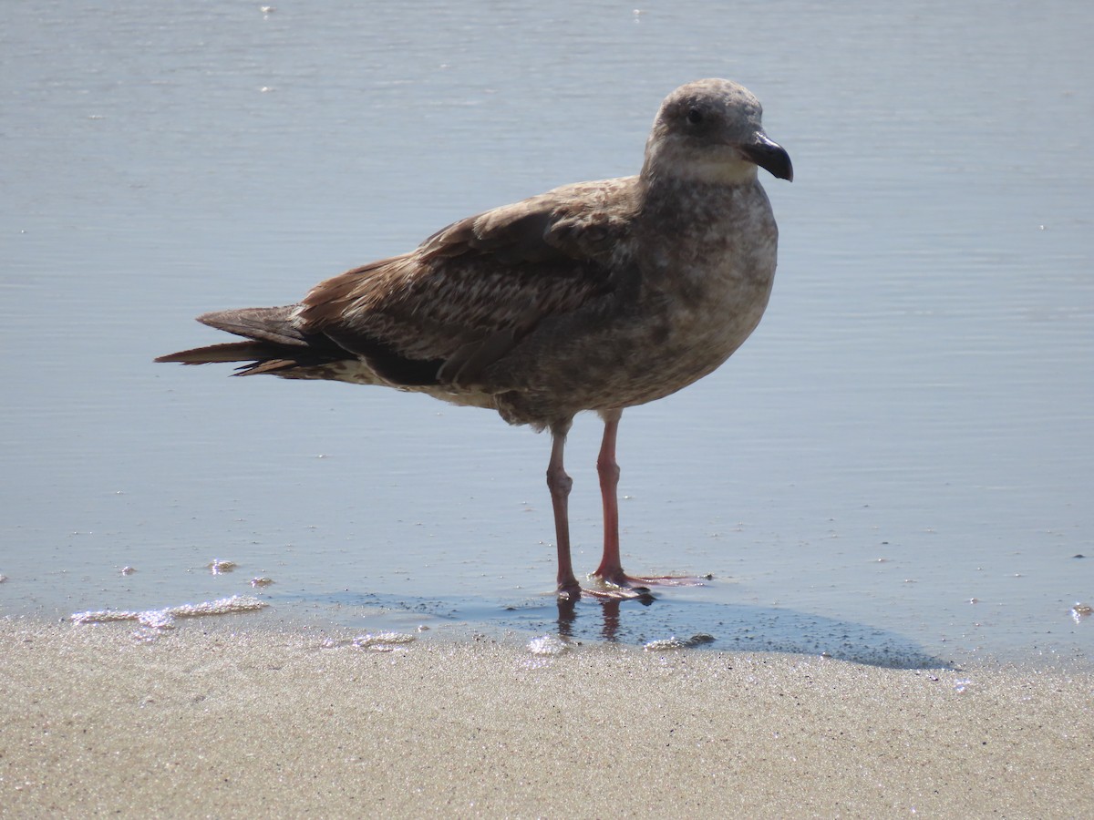 Herring Gull - ML616958628