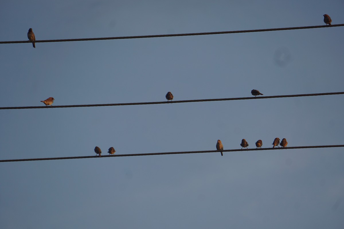 Scaly-breasted Munia - Kirubakaran Valayapathi