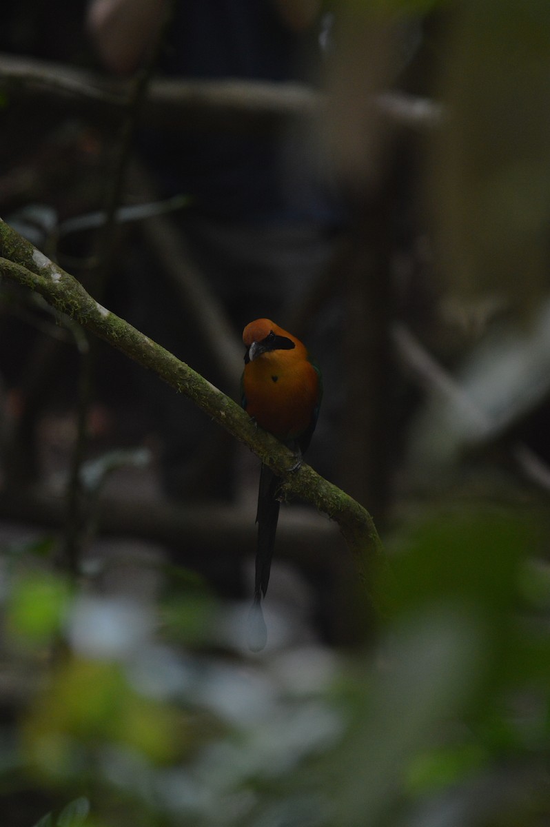 Rufous Motmot - ML616958642