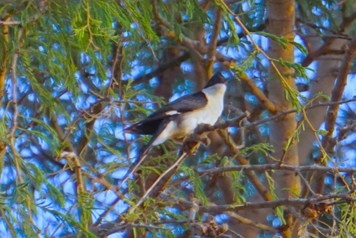 Pied Cuckoo - Kirubakaran Valayapathi