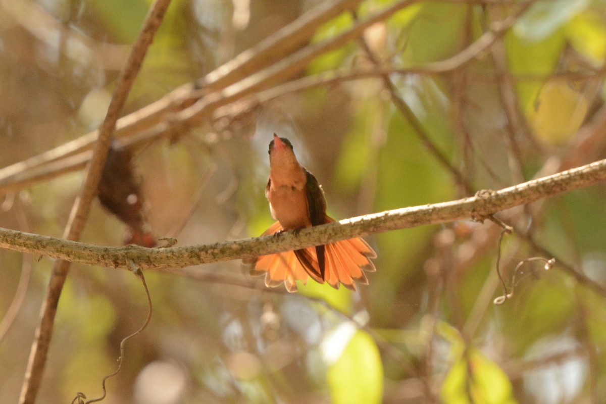 Cinnamon Hummingbird - ML616958686