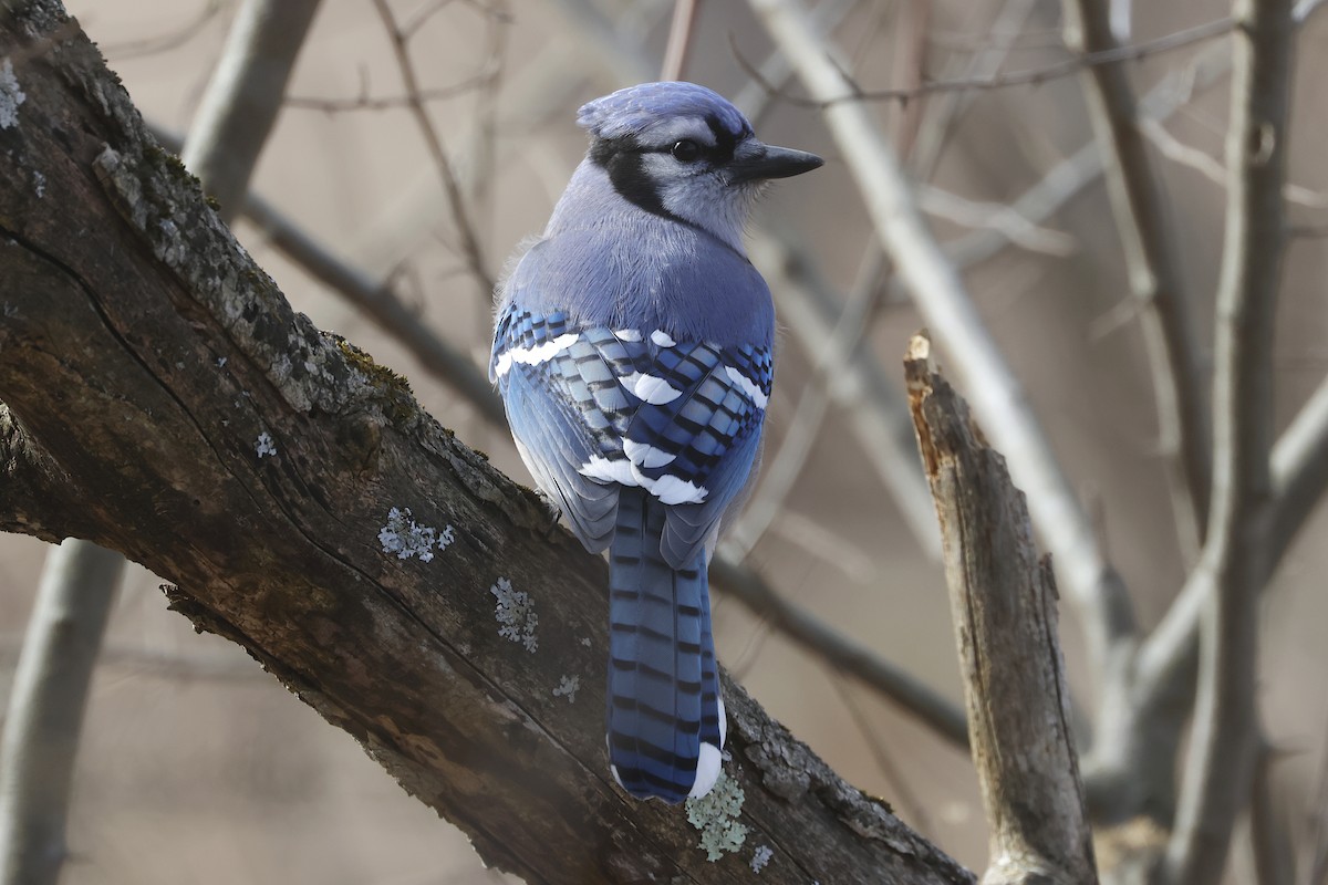 Blue Jay - Lyle Hamilton