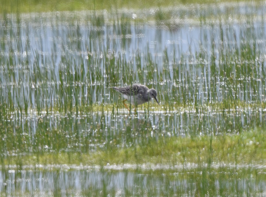 Lesser Yellowlegs - ML616958691