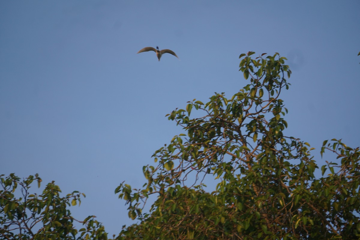 Indian Pond-Heron - Kirubakaran Valayapathi