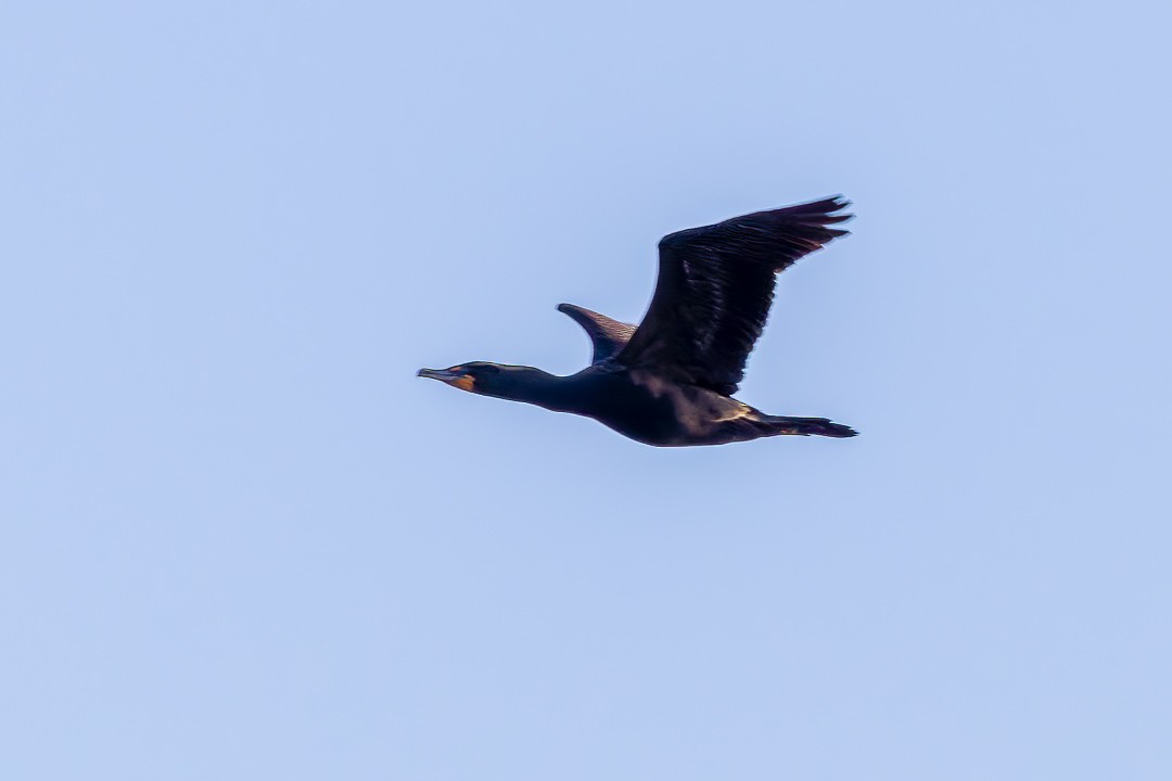 Double-crested Cormorant - ML616958762