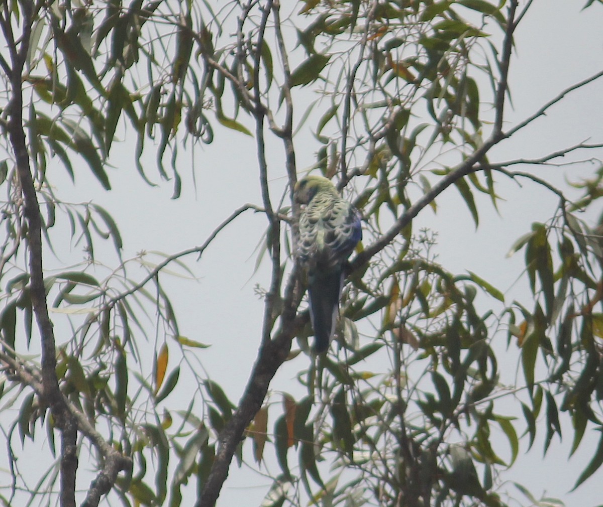 Pale-headed Rosella - ML616958780