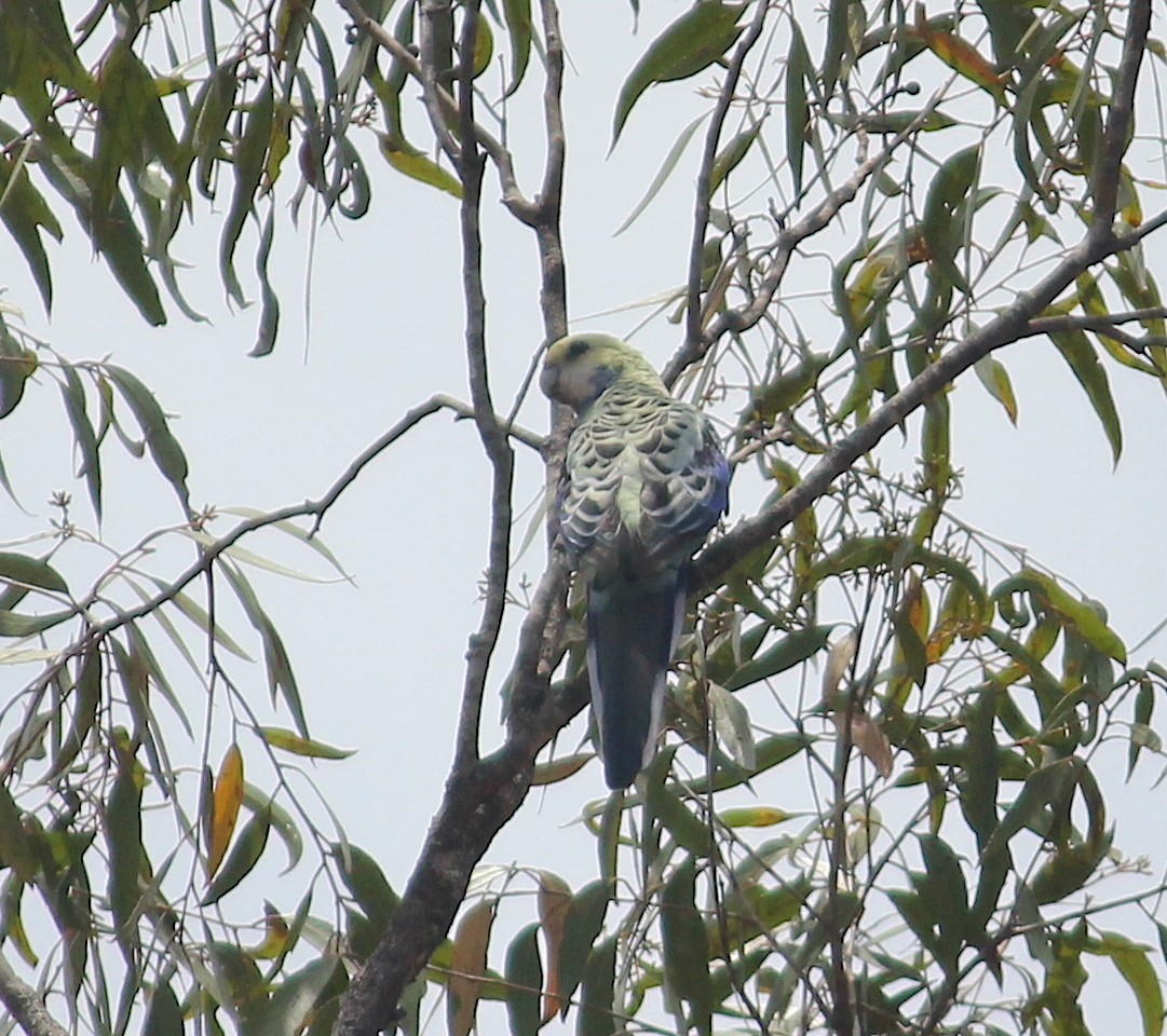 Pale-headed Rosella - ML616958781