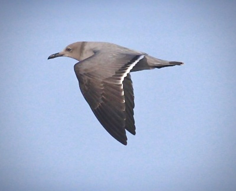 Gray Gull - ML616958813