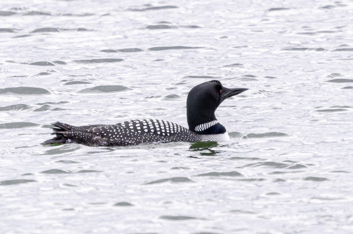 Plongeon huard - ML616958827