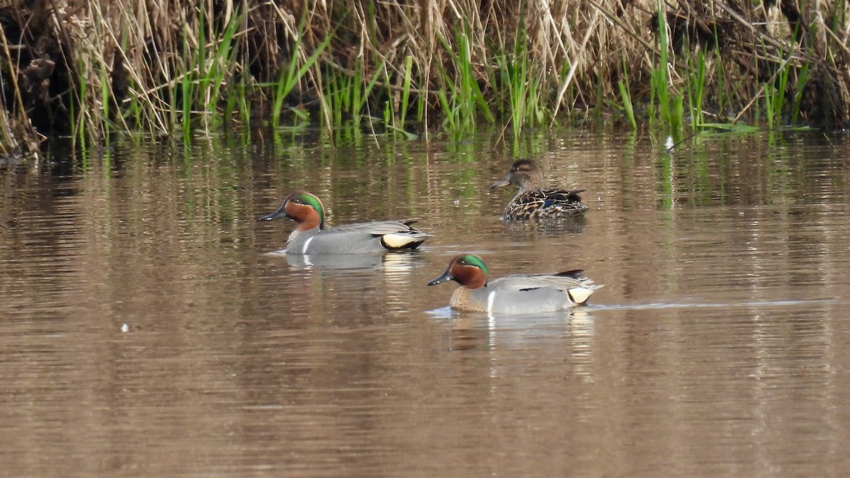 Green-winged Teal - ML616958844