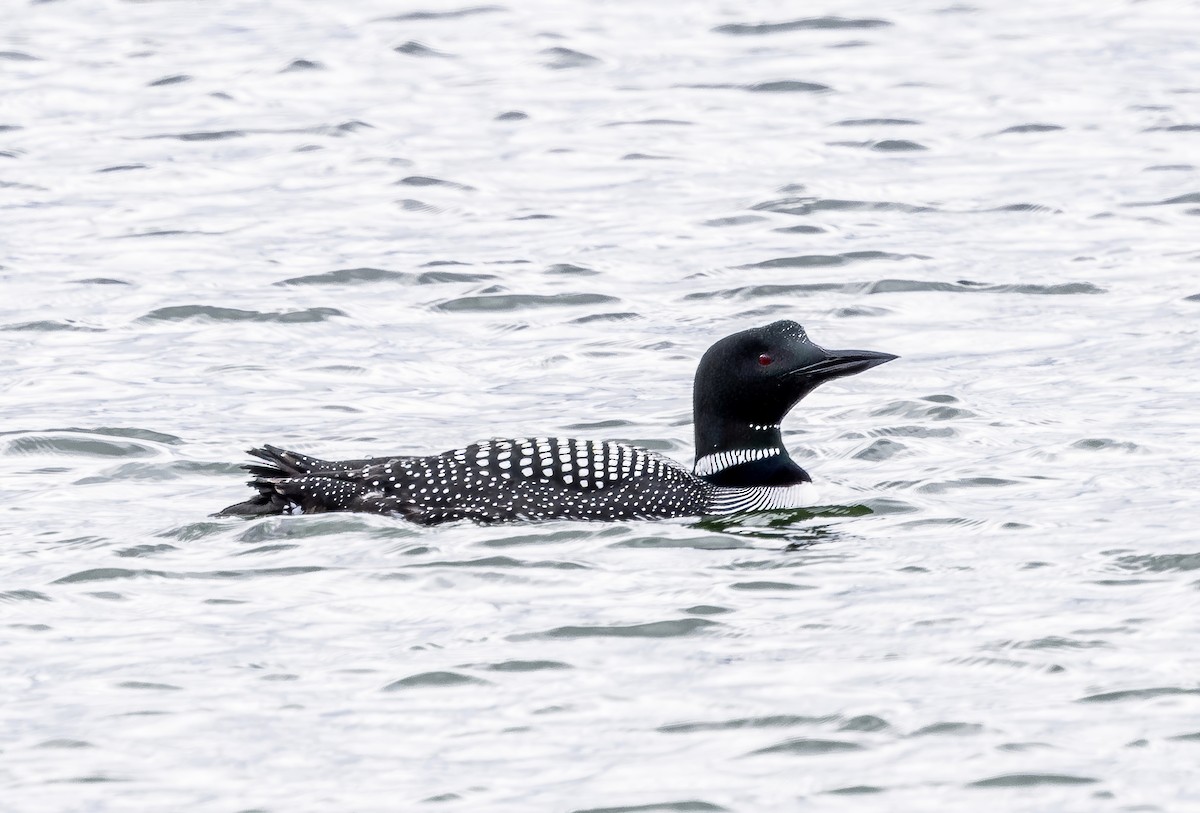 Plongeon huard - ML616958847