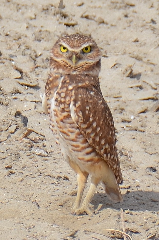 Burrowing Owl - ML616958858