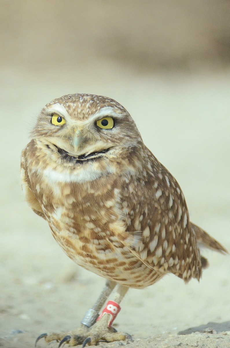 Burrowing Owl - ML616958870