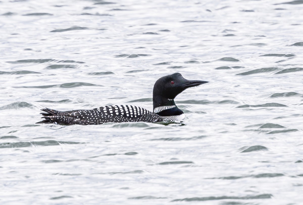 Common Loon - ML616958873