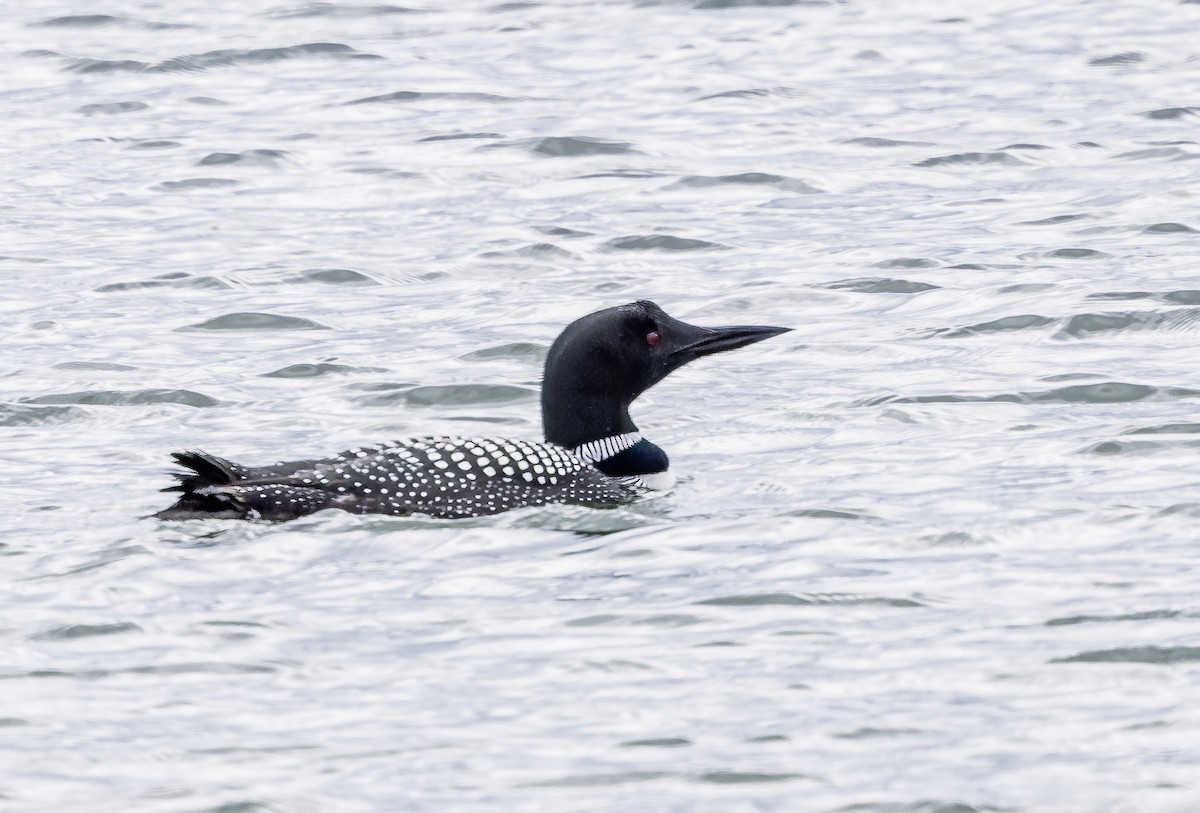 Plongeon huard - ML616958889