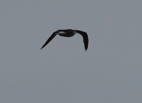 Great Black-backed Gull - ML616958922