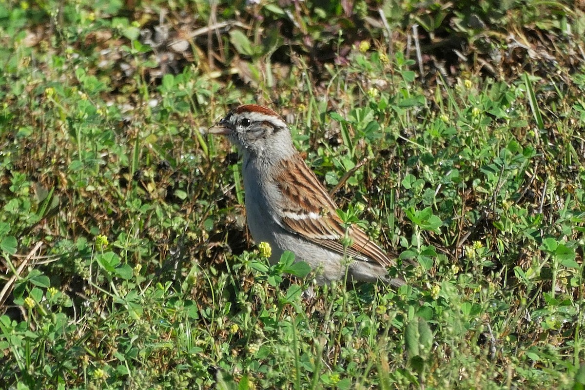Chipping Sparrow - ML616958937