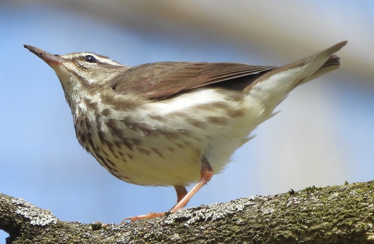 Louisiana Waterthrush - Paul McKenzie