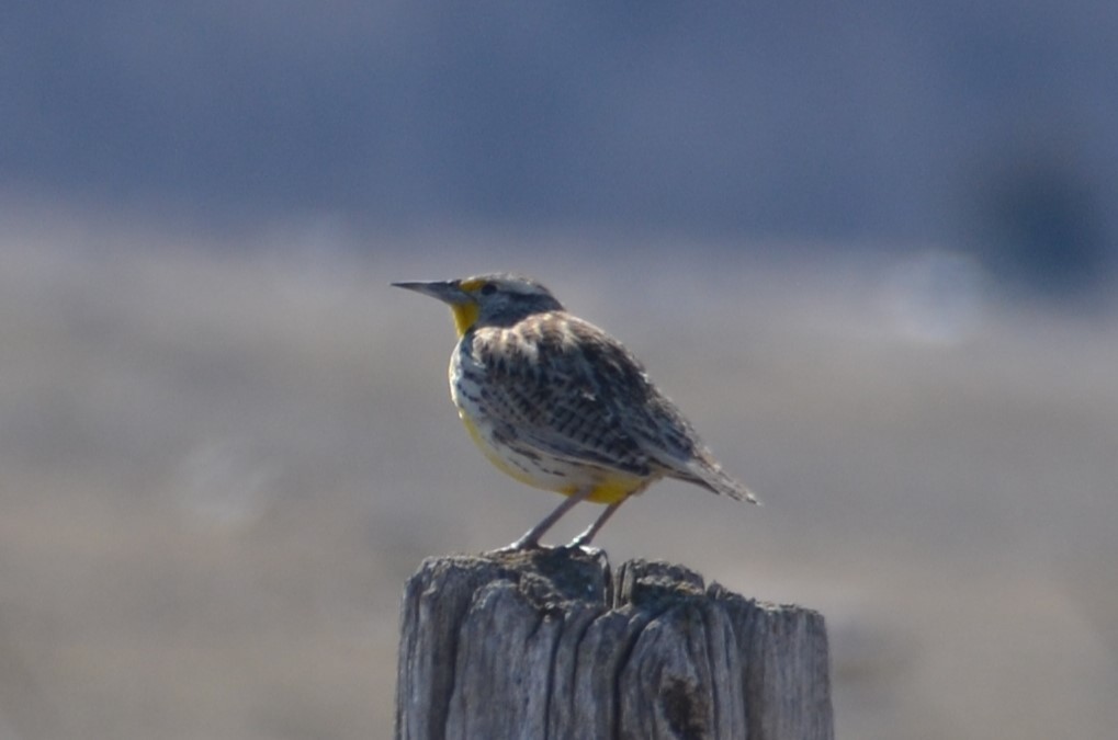 Western Meadowlark - ML616959029