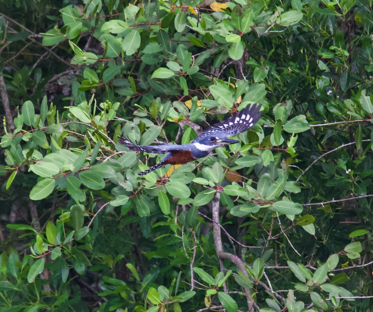 Ringed Kingfisher - Vantuil Neves