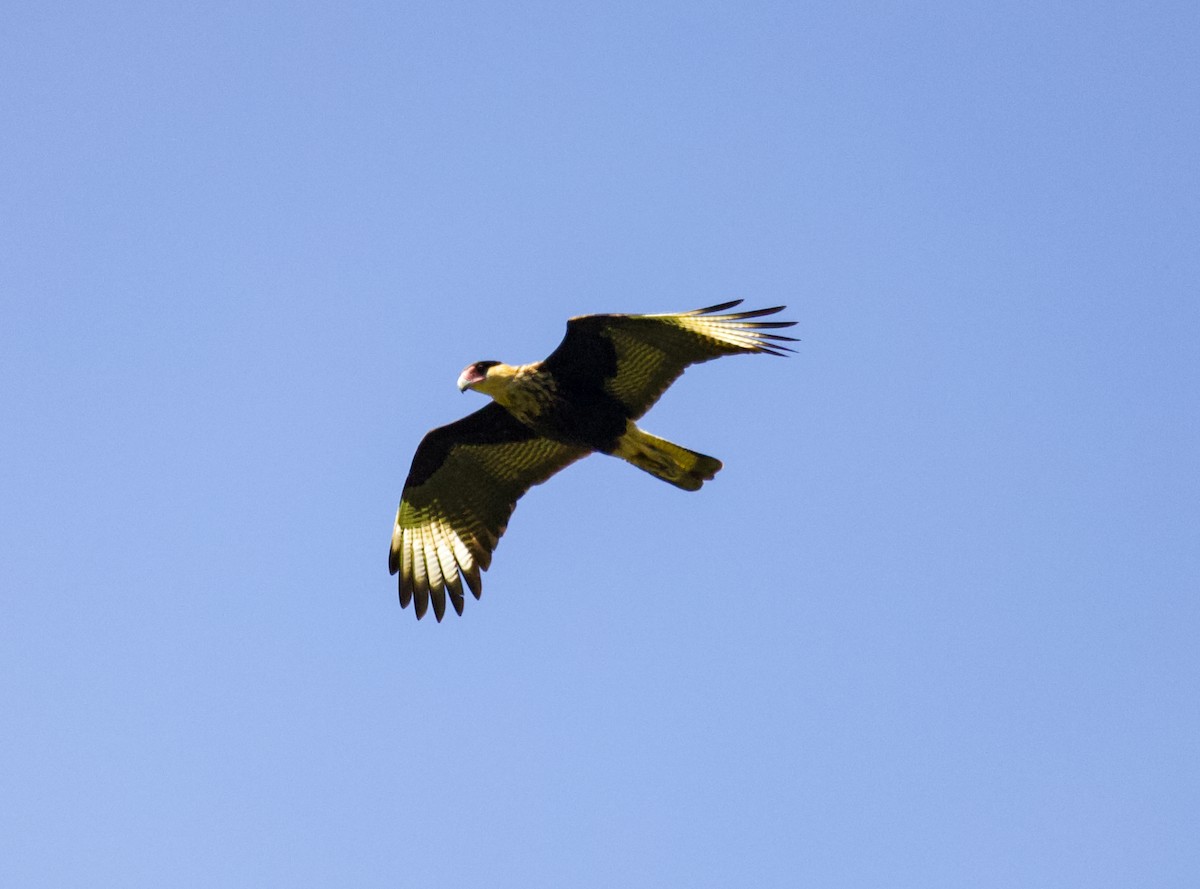 Crested Caracara - Vantuil Neves