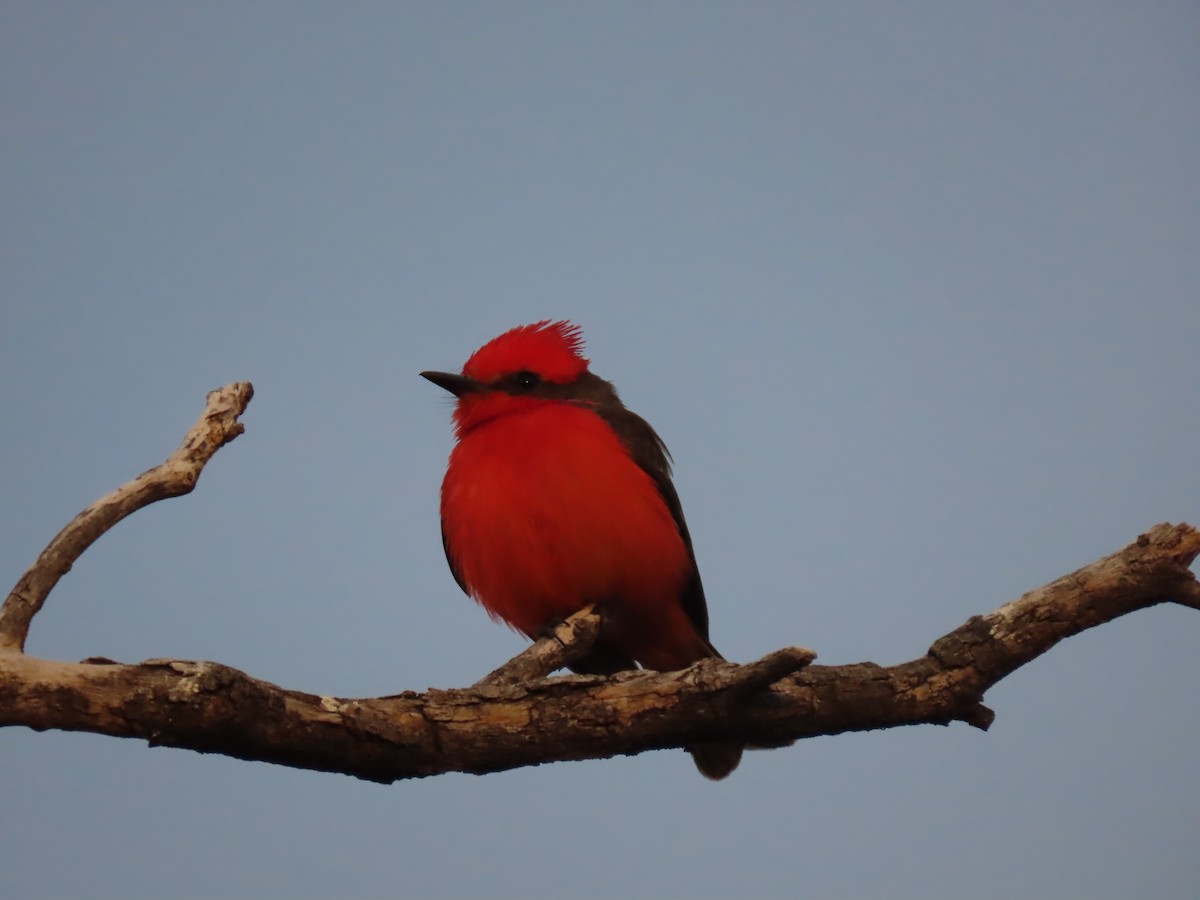 Vermilion Flycatcher - ML616959090