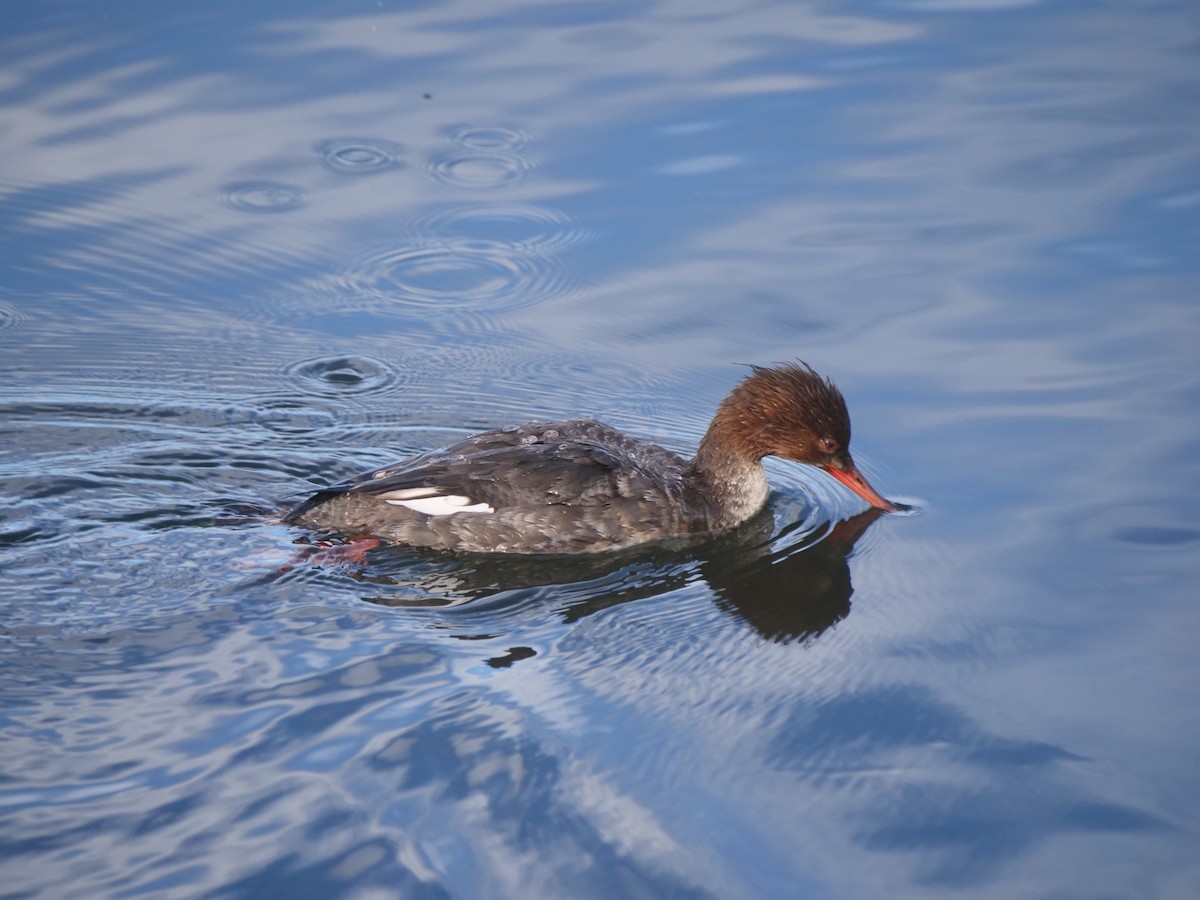 Red-breasted Merganser - ML616959093