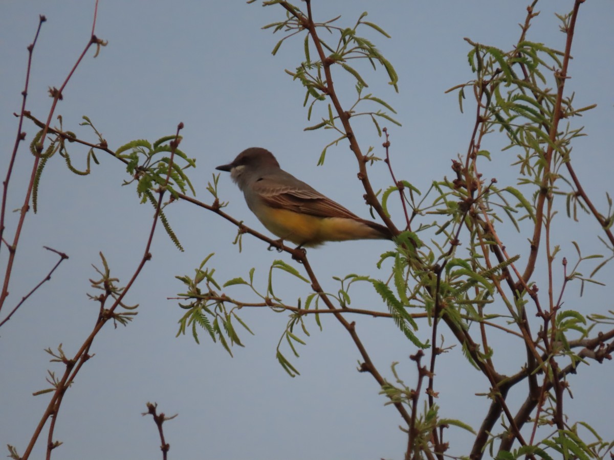 Cassin's Kingbird - ML616959104