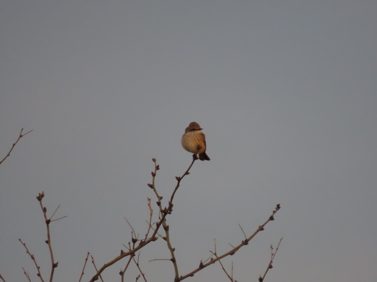 Vermilion Flycatcher - ML616959112