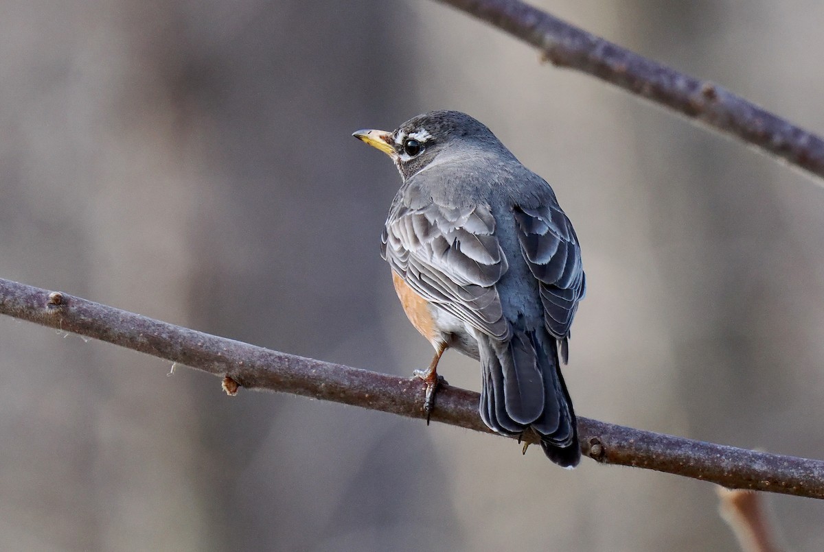 American Robin - ML616959127